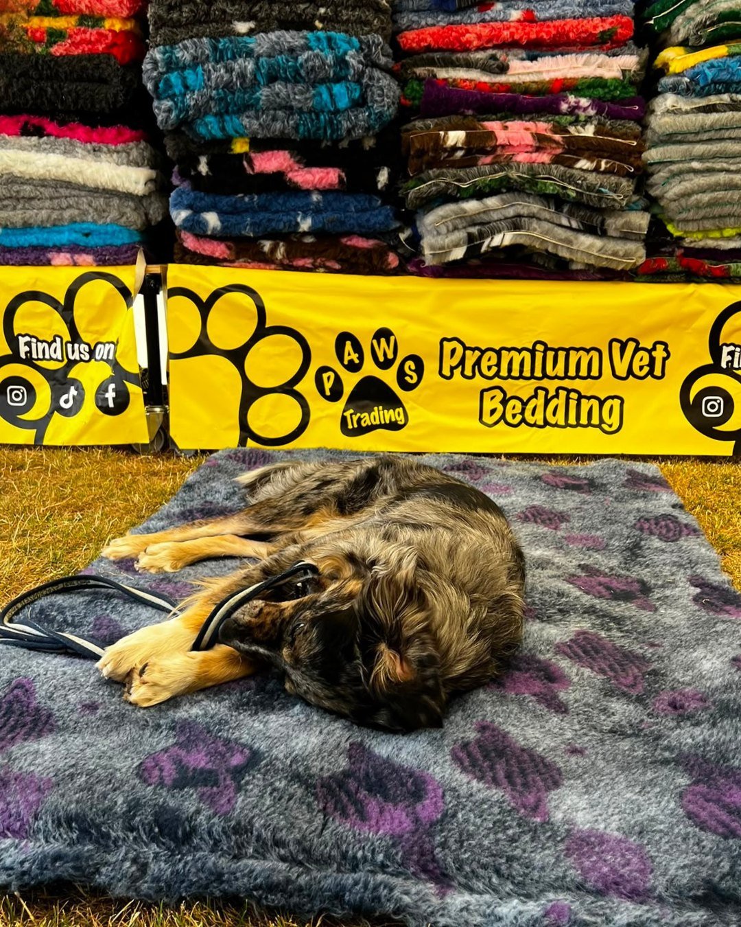 Photo post from pawstrading.