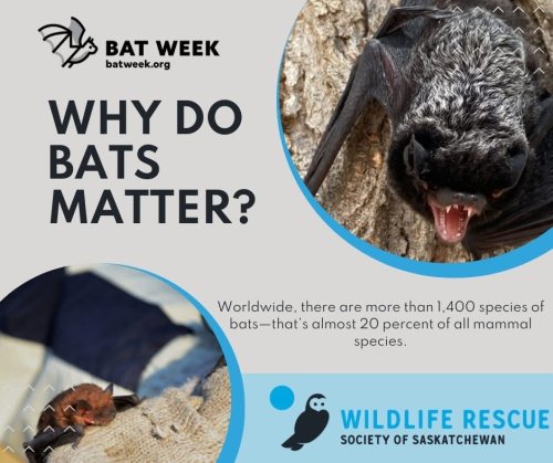 Carousel post from wildliferescuesos.