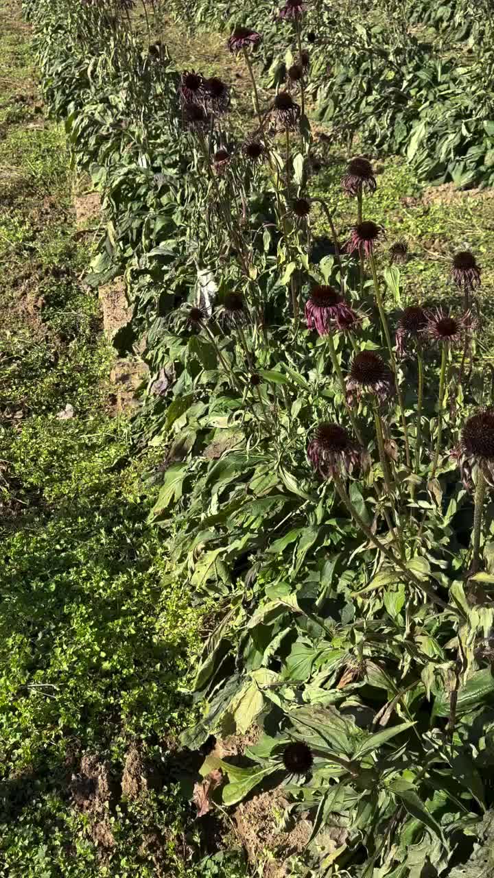 Video post from tnnursery.