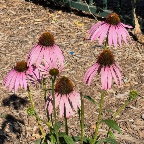 Photo post from ucrbotanicgardens.