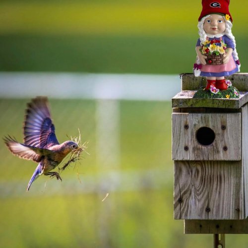 Carousel post from georgiathegardengnome.