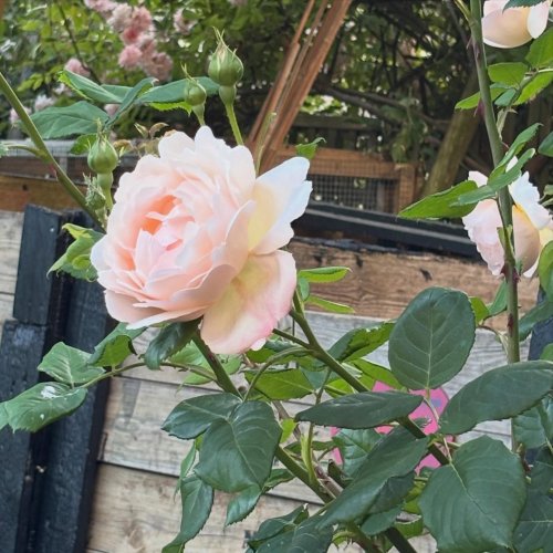 Photo post from gardenhousebrighton.