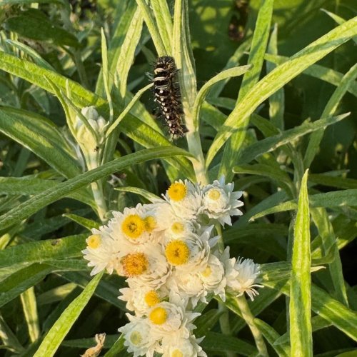 Photo post from nativesinharmony.