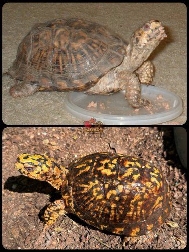 Photo post from carapacecritters.