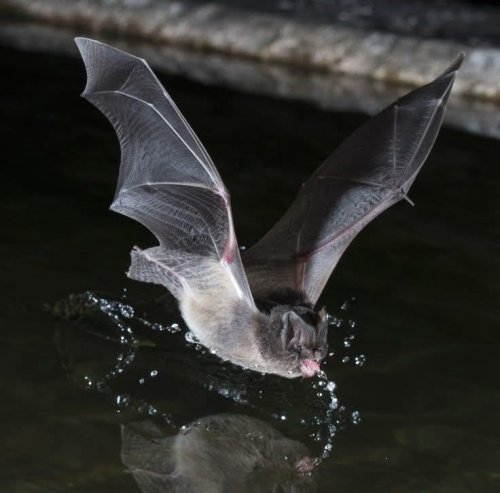 Photo post from hombremurcielagodemexico.