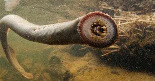 Photo post from orwildlife.