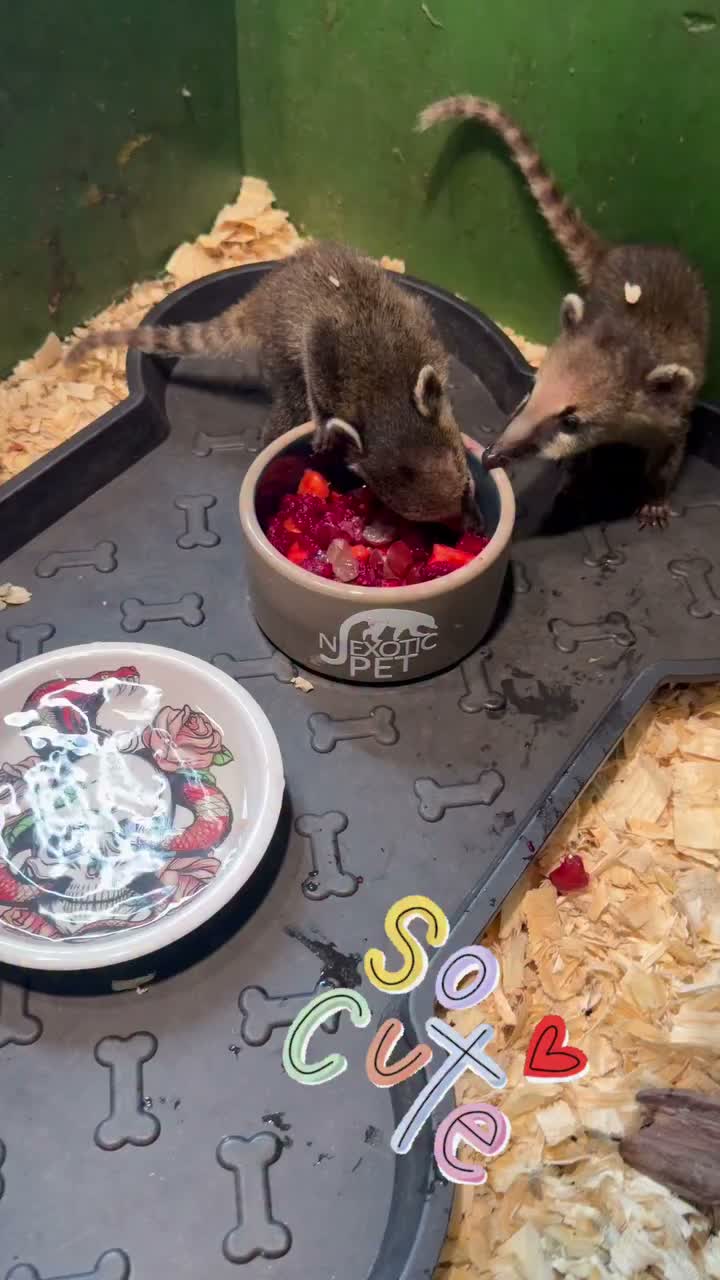 Video post from njexoticpets.