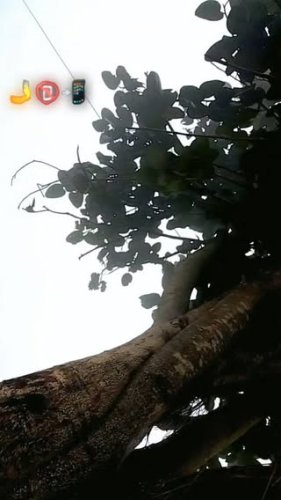 Video post from nirajk336u2024.