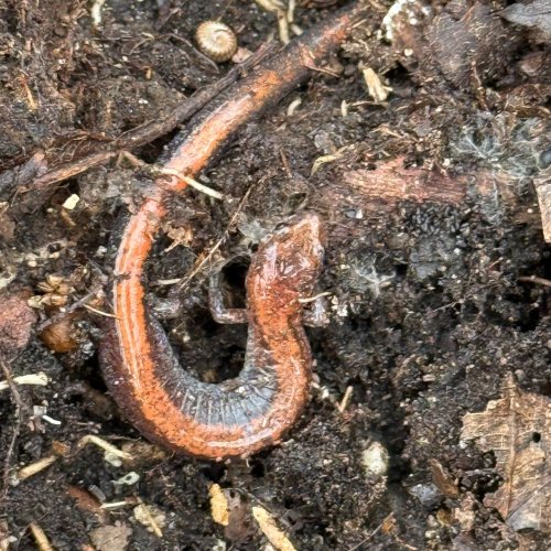 Photo post from wildharmony_gardens.