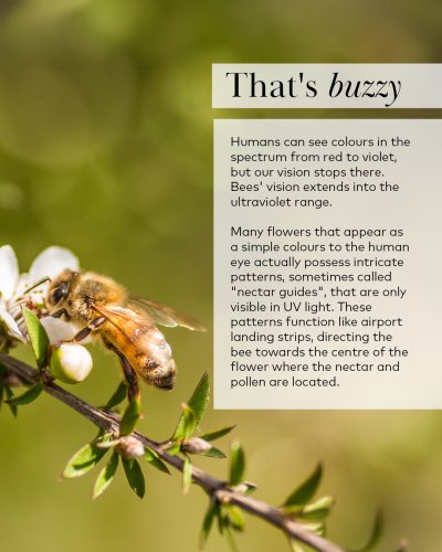 Photo post from comvita_nz.