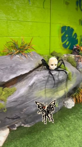 Video post from njexoticpets.