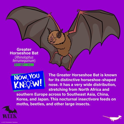 Photo post from peppermintnarwhal.