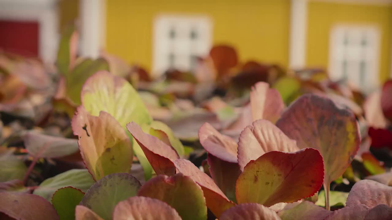 Video post from hurttakorea.