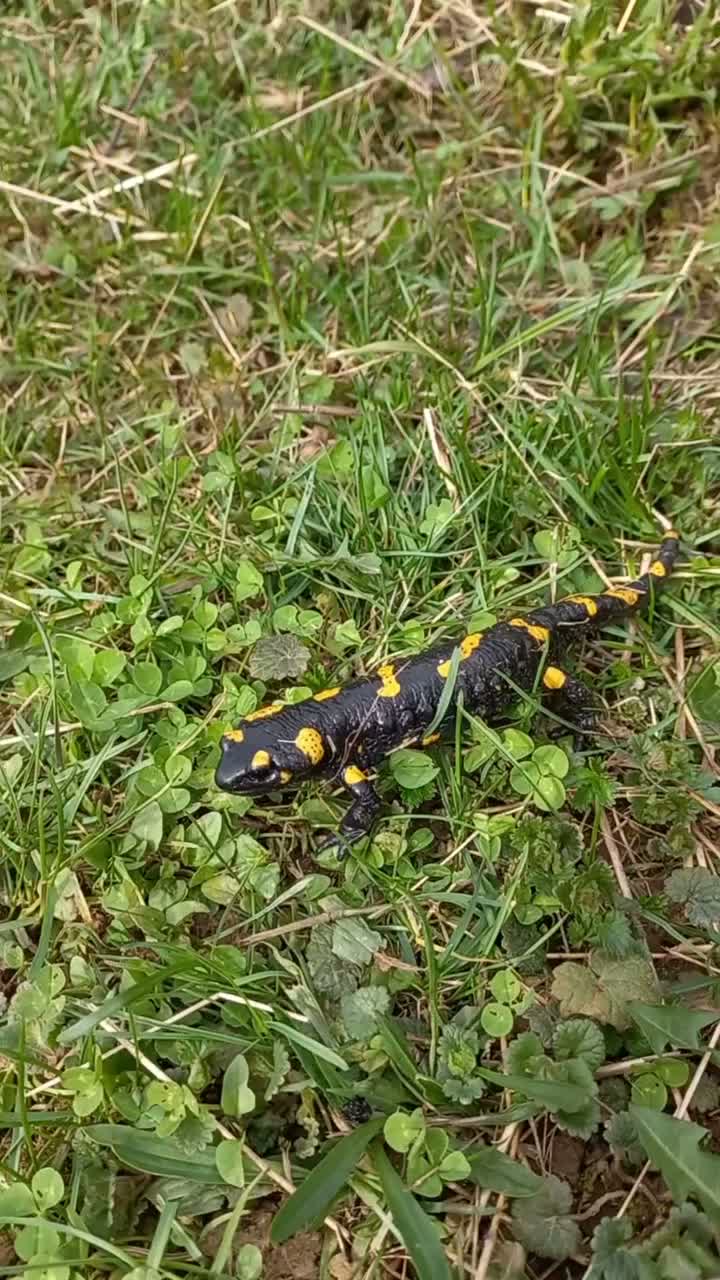 Video post from ksenija_tacer.