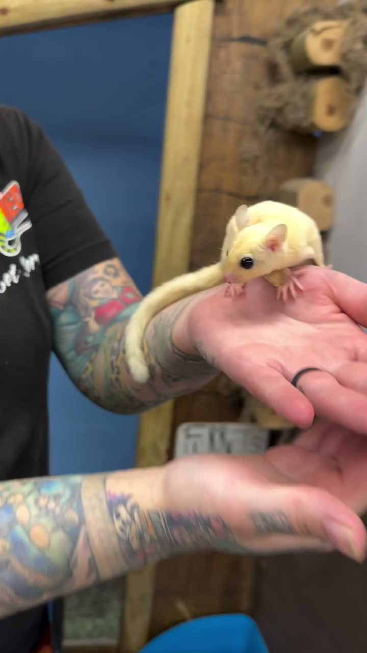 Video post from njexoticpets.