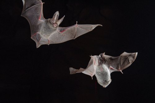 Photo post from kyfishwildlife.