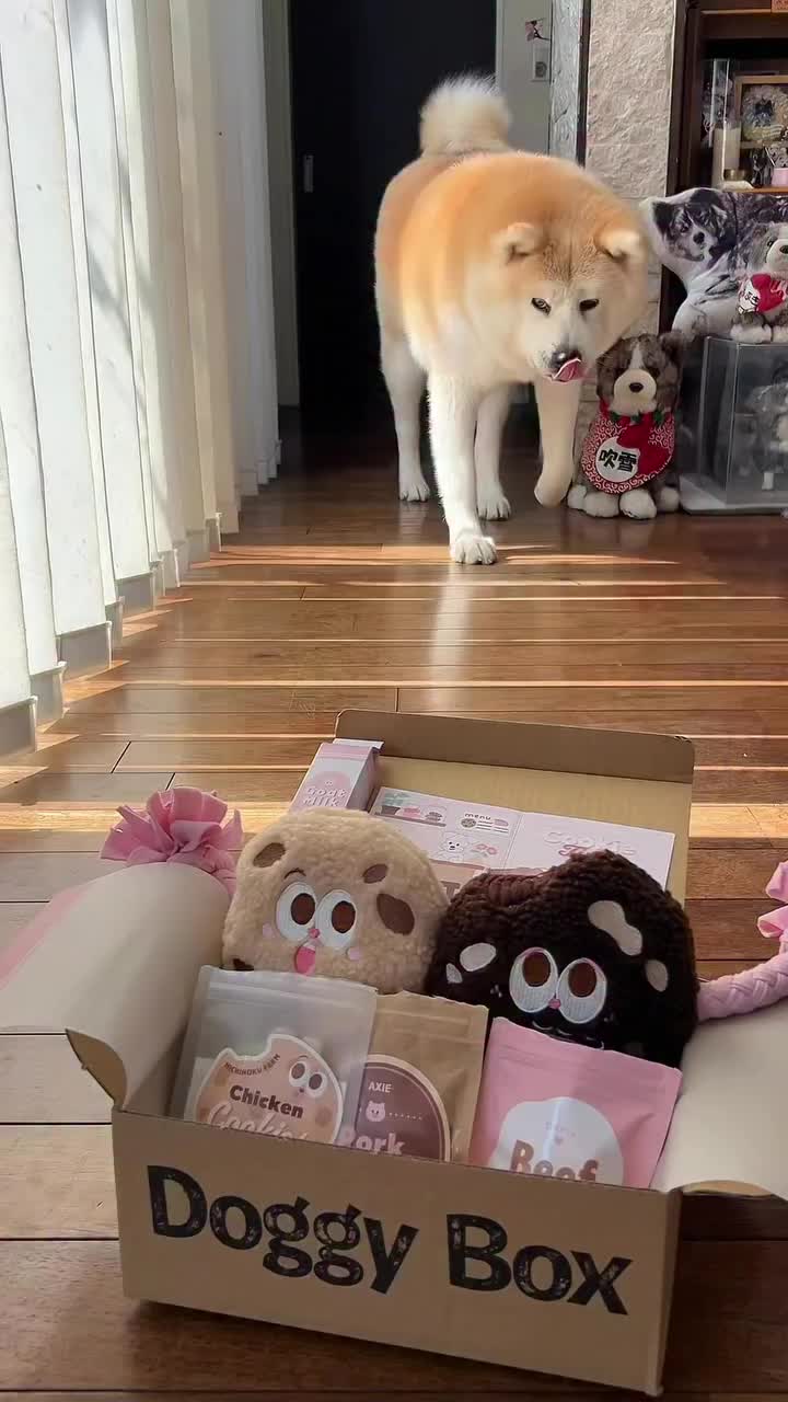 Doggy Box | 毎月サプライズいっぱいのBOXをお届け