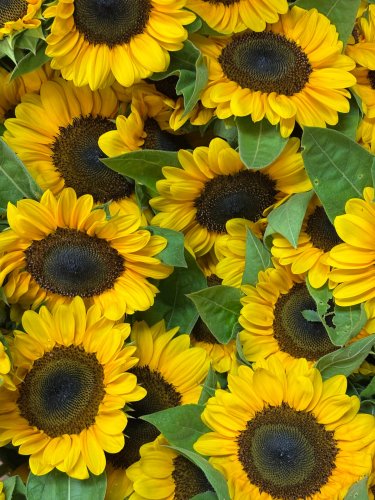 Photo post from thefamilyflowers.