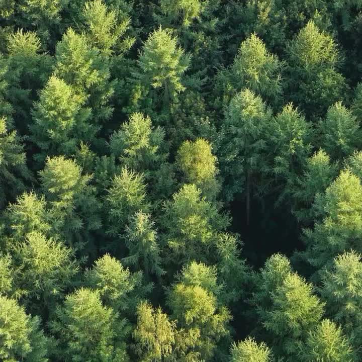 Video post from bosfeestenpeutie.