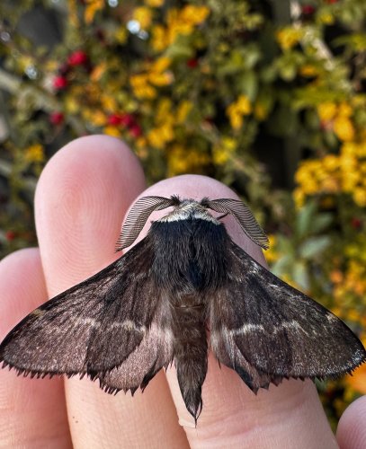 Carousel post from garden.of.moths.