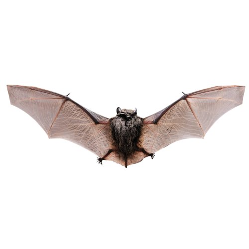 Photo post from tnwildlifefederation.