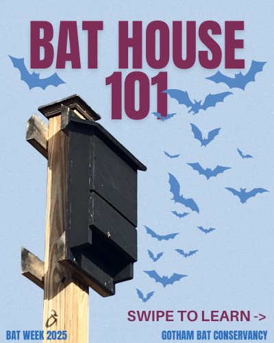 Carousel post from gothambatconservancy.