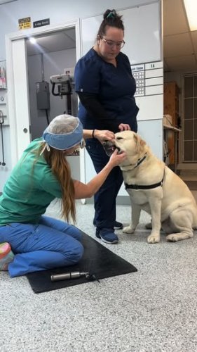 Video post from familyanimalhospitalcm.