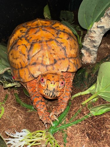 Photo post from carapacecritters.