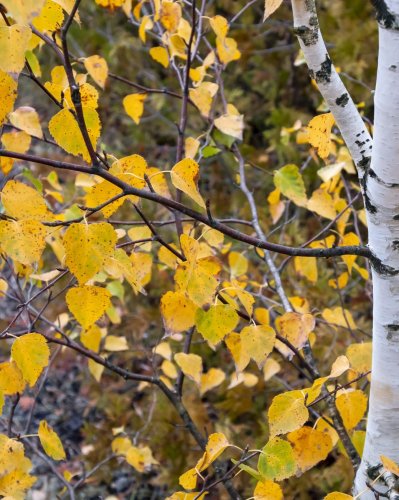 Carousel post from bowmanshillwildflowerpreserve.