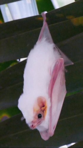 Video post from discvrblog.