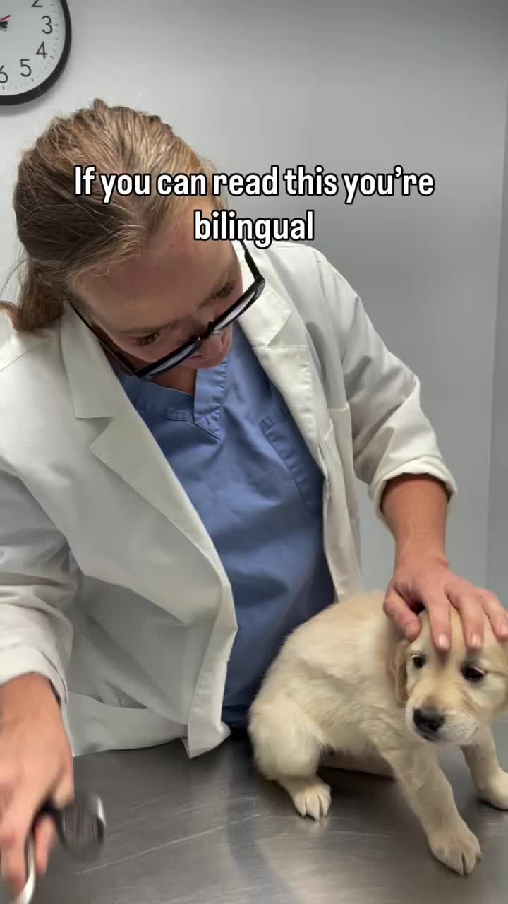 Video post from familyanimalhospitalcm.