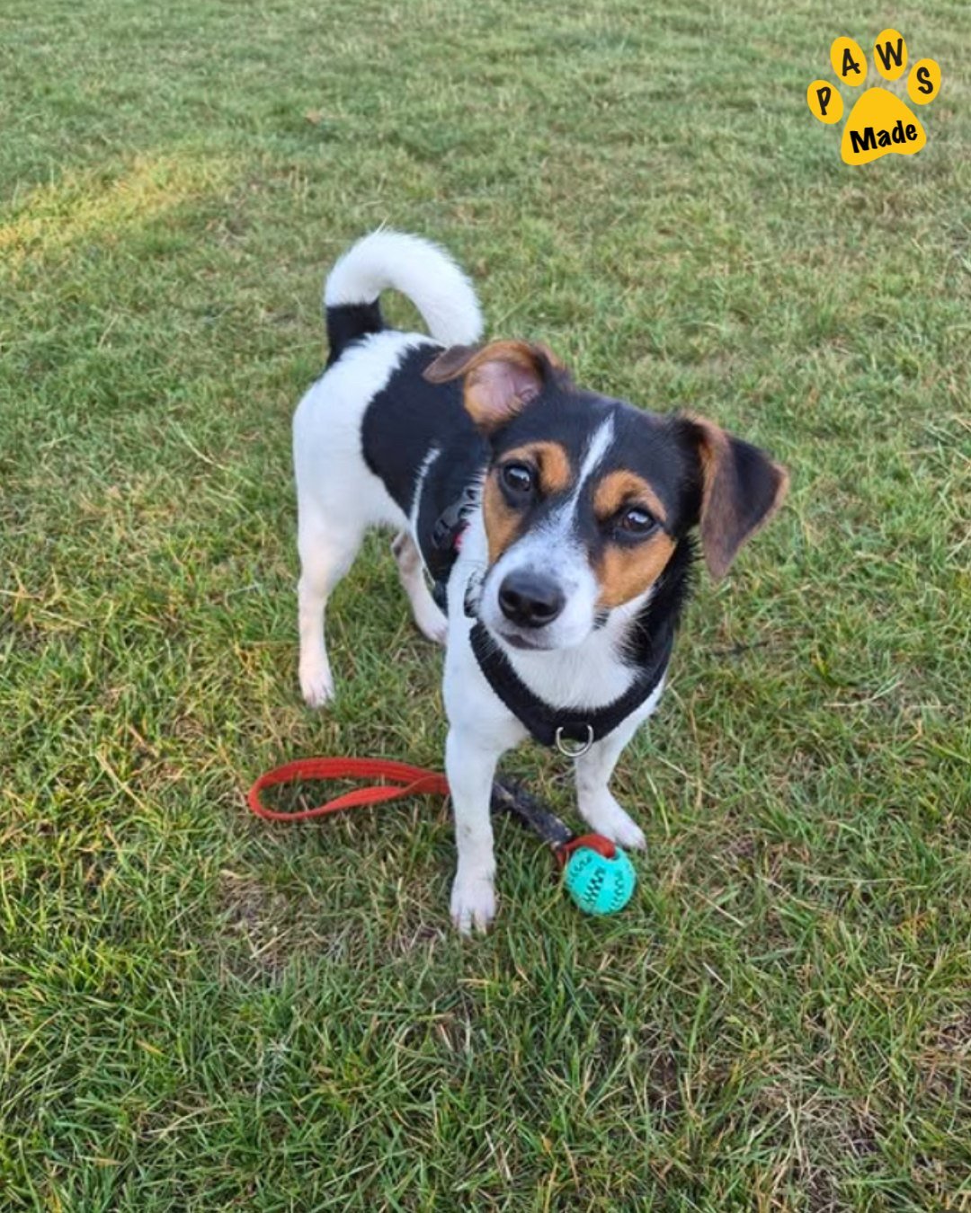 Photo post from pawstrading.
