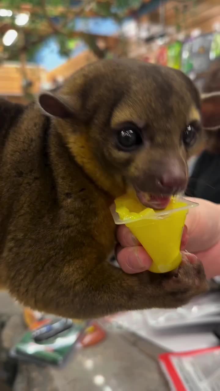 Video post from njexoticpets.