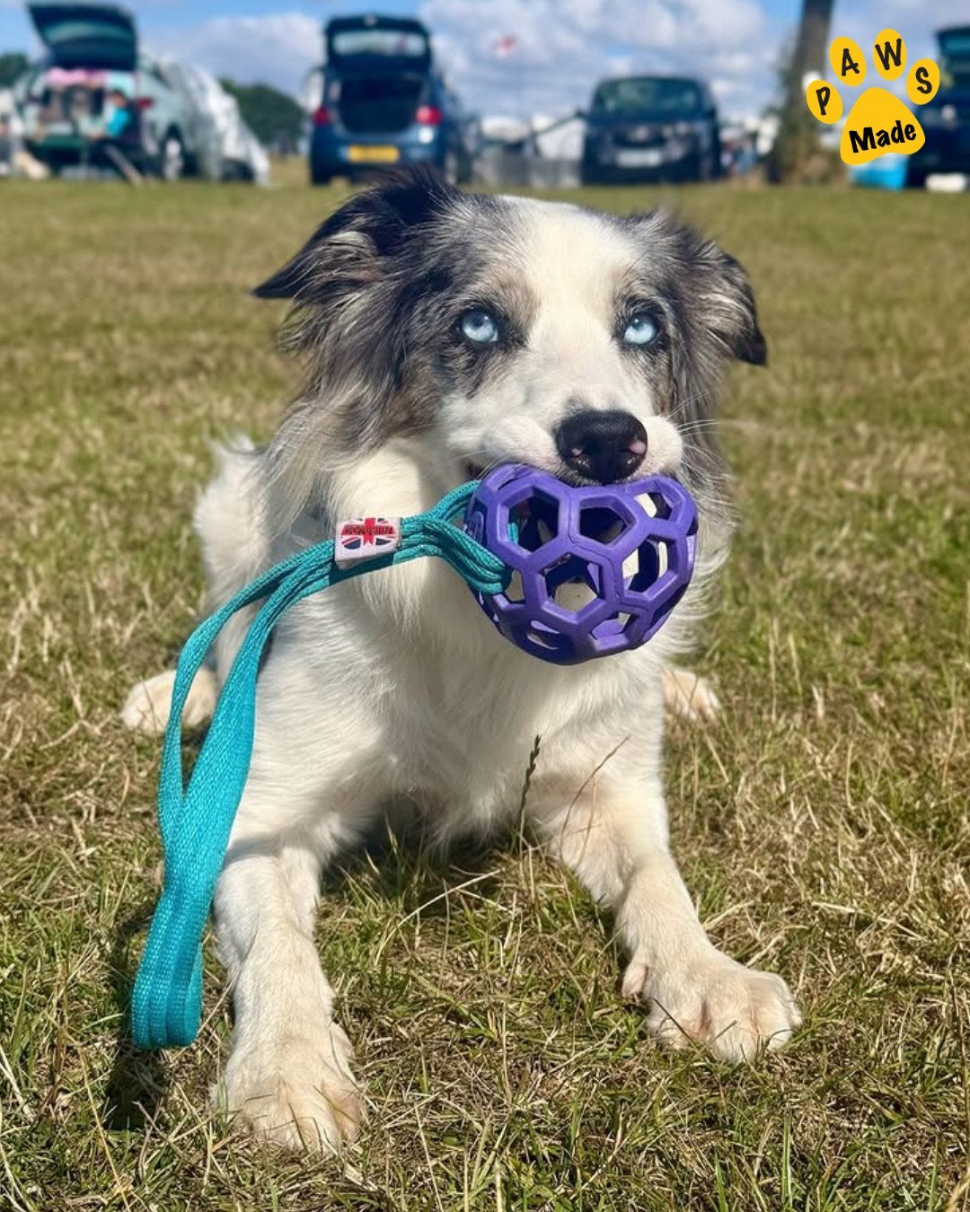 Photo post from pawstrading.