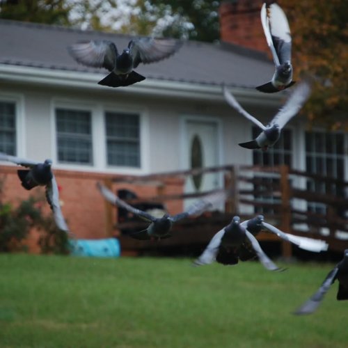 Photo post from thebeeandbee042608.