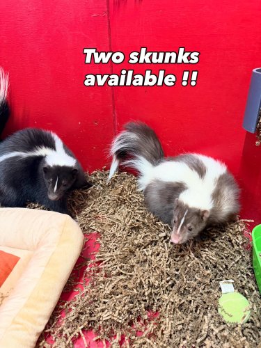 Photo post from njexoticpets.