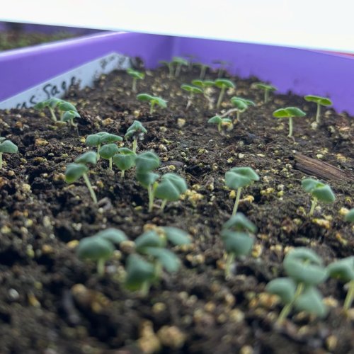 Photo post from blackbirdcottagegarden.