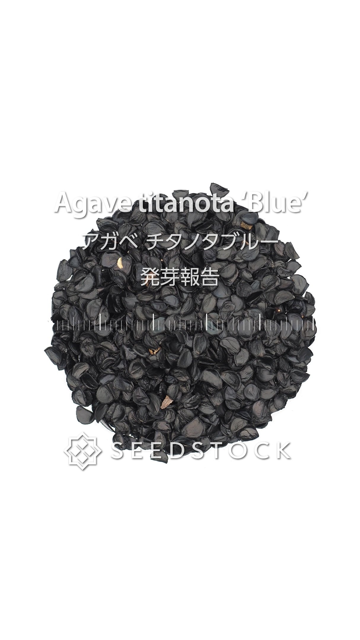 4月入荷 50粒+ リビストナ デコラ 種子 種 証明書あり0310 61Zi-WUCbuL._UF350,350_QL80_.jpg