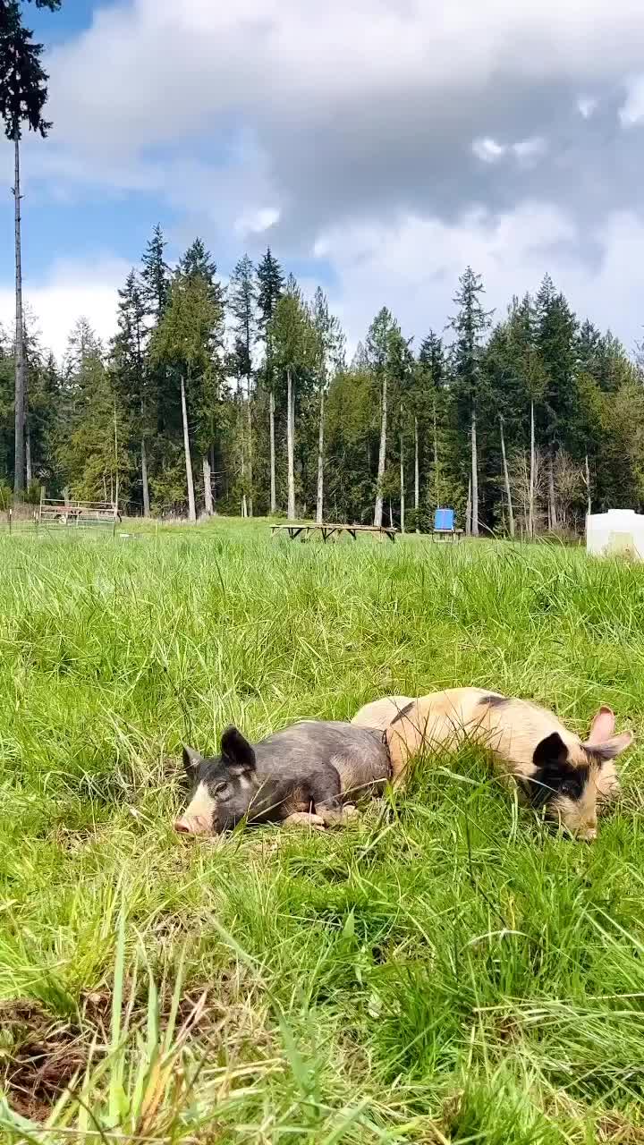 Video post from hungryhollowfarm.