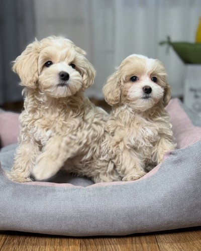 Carousel post from lovelypuppieshomes.