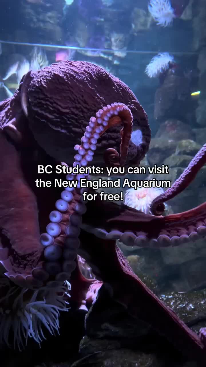 Video post from bostoncollege.