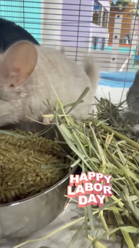 Video post from njexoticpets.