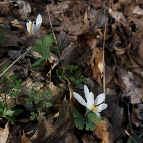 Photo post from nativesinharmony.