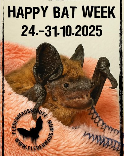 Photo post from fledermaus_nrw.