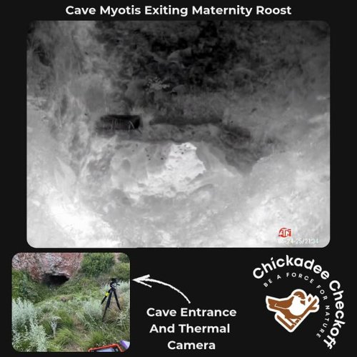 Video post from kswildlifediversity.