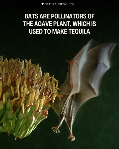 Photo post from naturalistsguide.