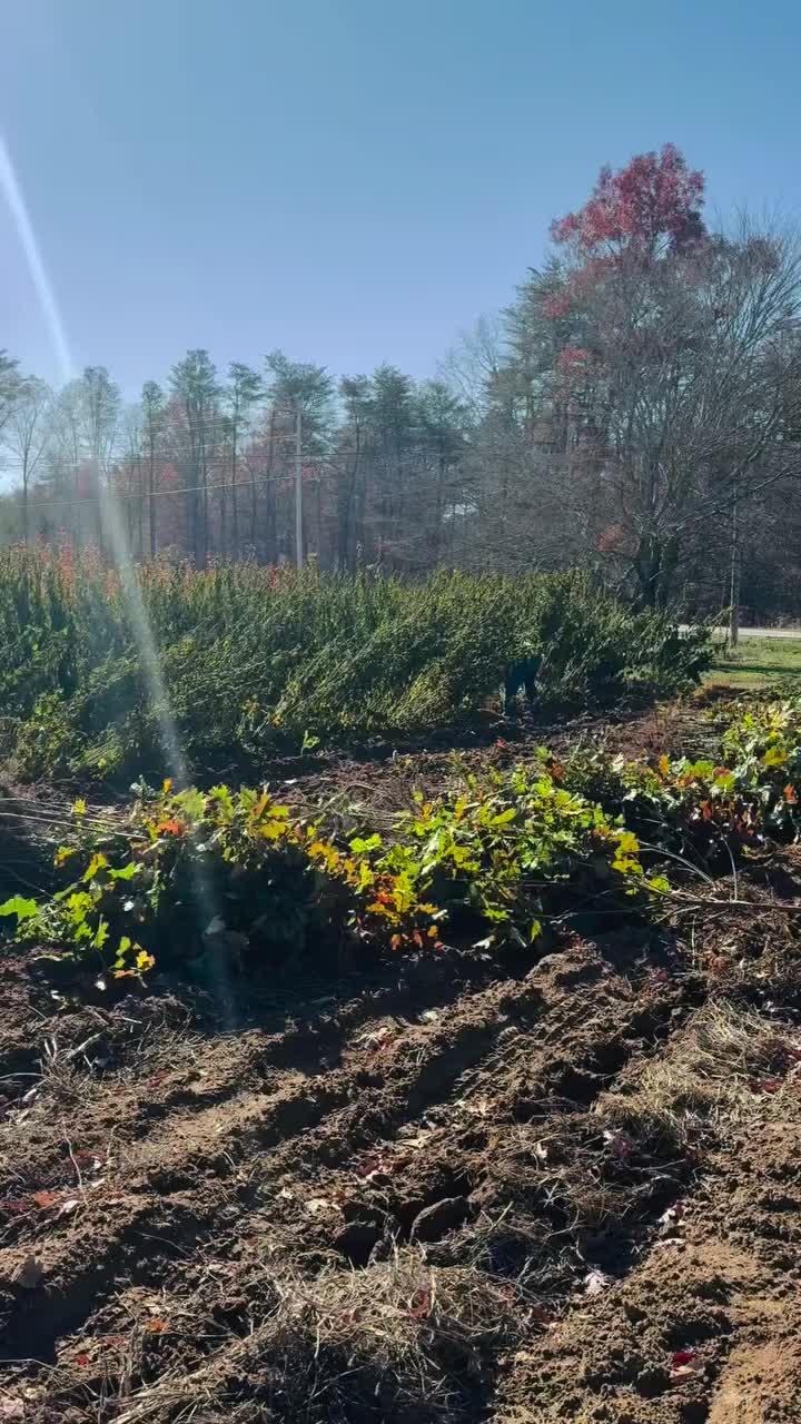 Video post from tnnursery.