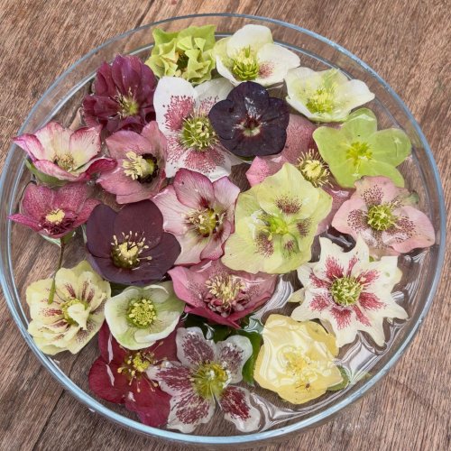 Photo post from gardenhousebrighton.