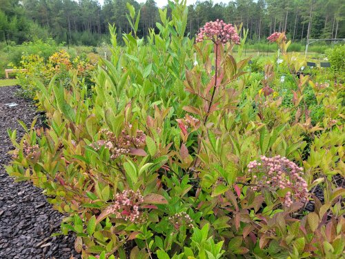 Photo post from nemophily_nativeplants.