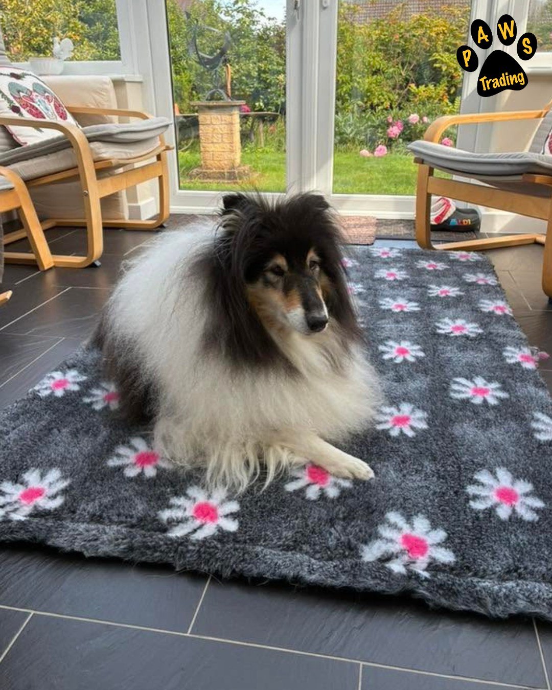 Photo post from pawstrading.